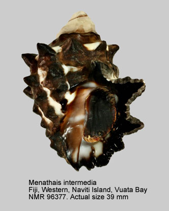 Menathais intermedia.jpg - Menathais intermedia (Kiener,1836)